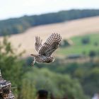 Abflug vom Brennholzstapel 