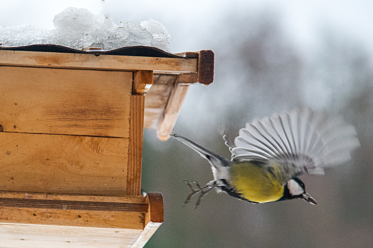 Abflug vom Futterhäuschen