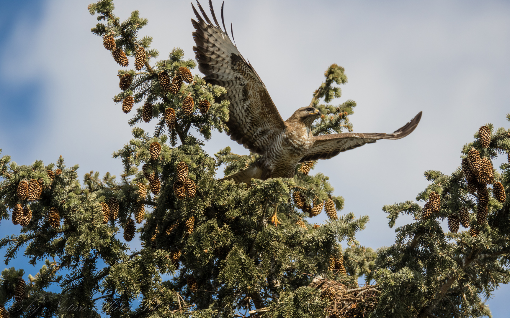 Abflug vom Horst