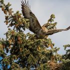 Abflug vom Horst