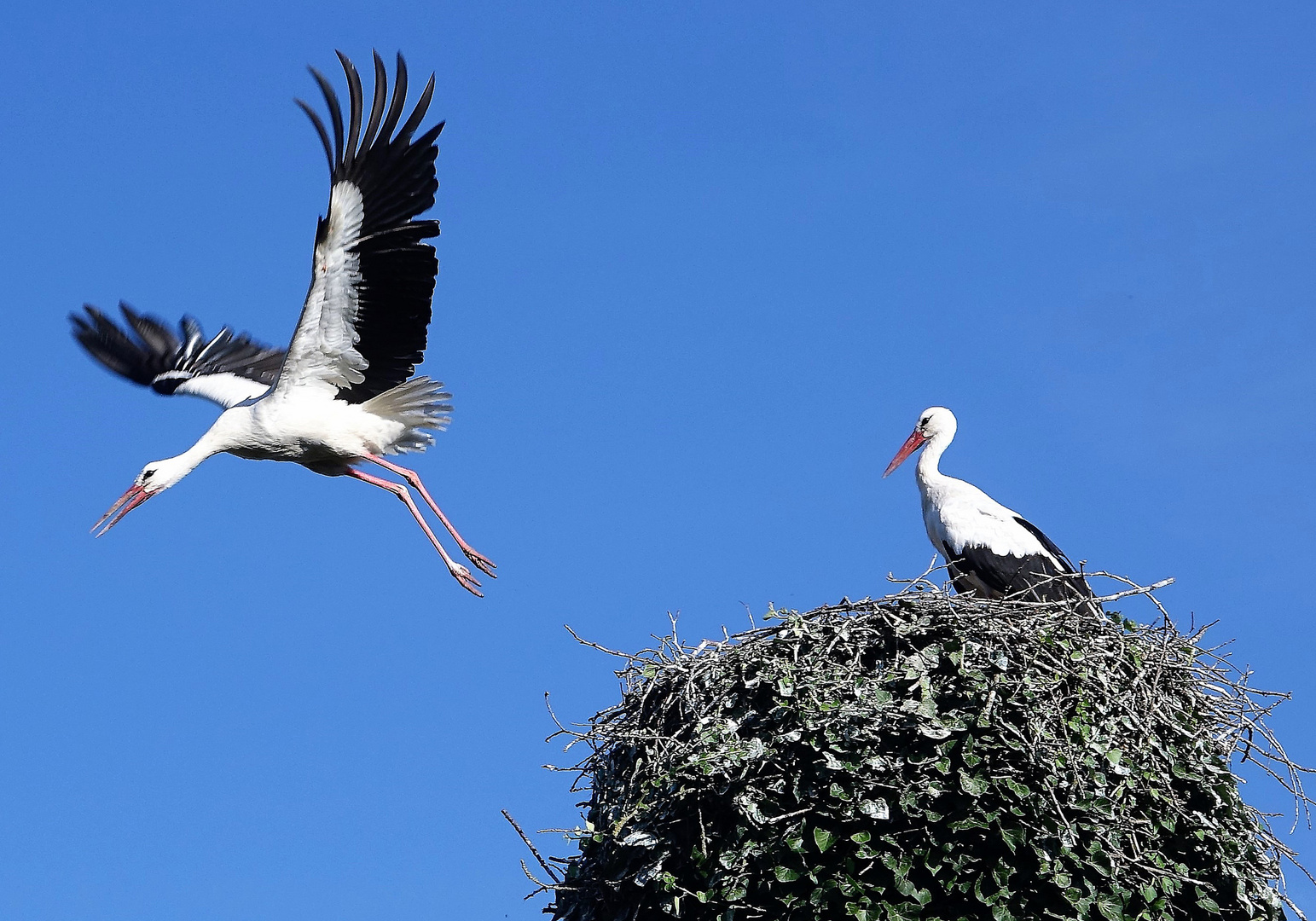 Abflug vom Nest