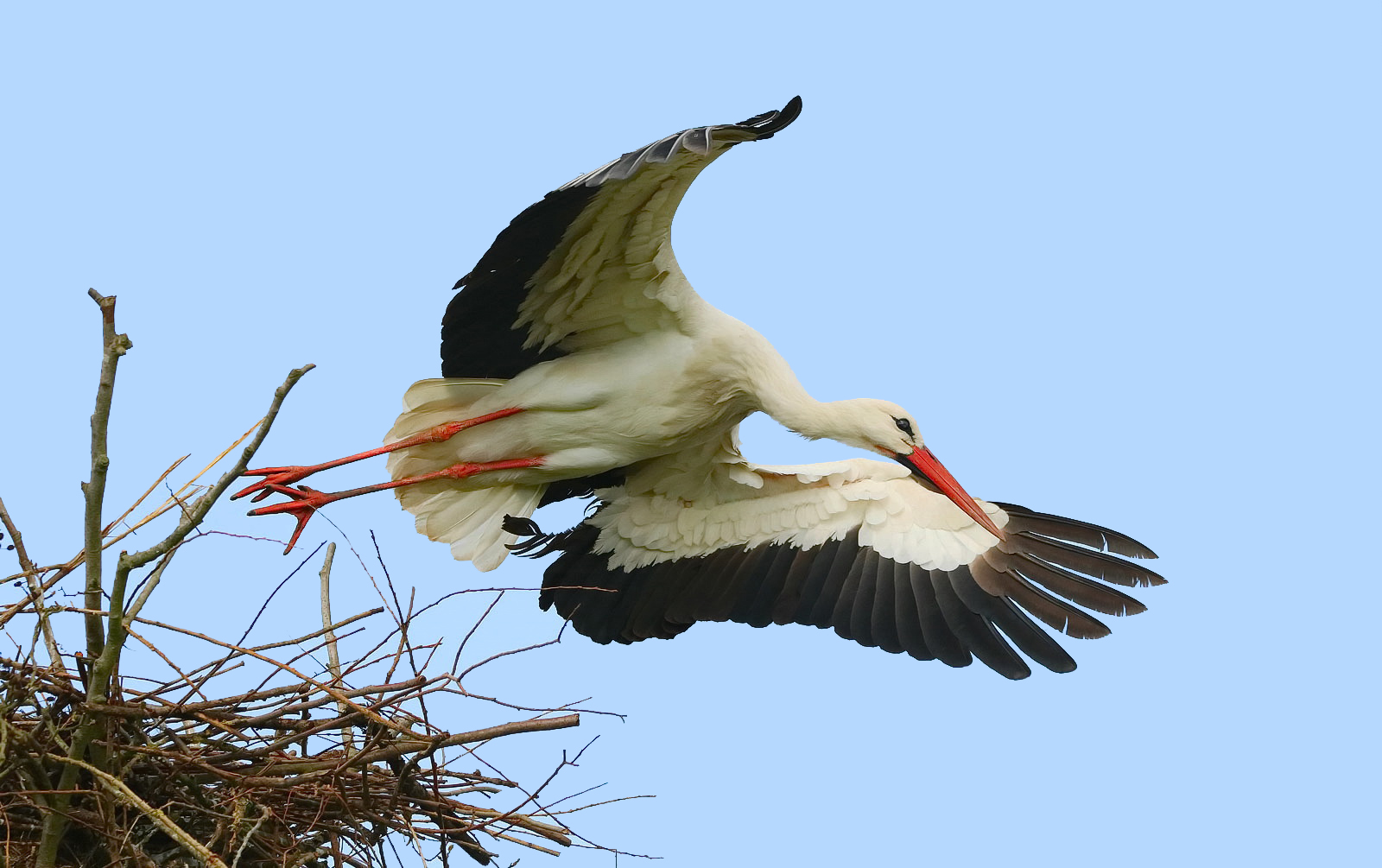 Abflug vom Nest