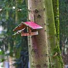 Abflug vom Vogelhaus