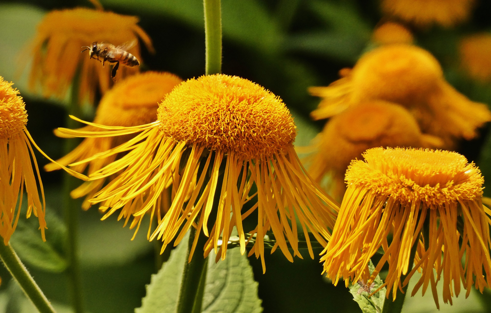 Abflug von den Alant-Blumen