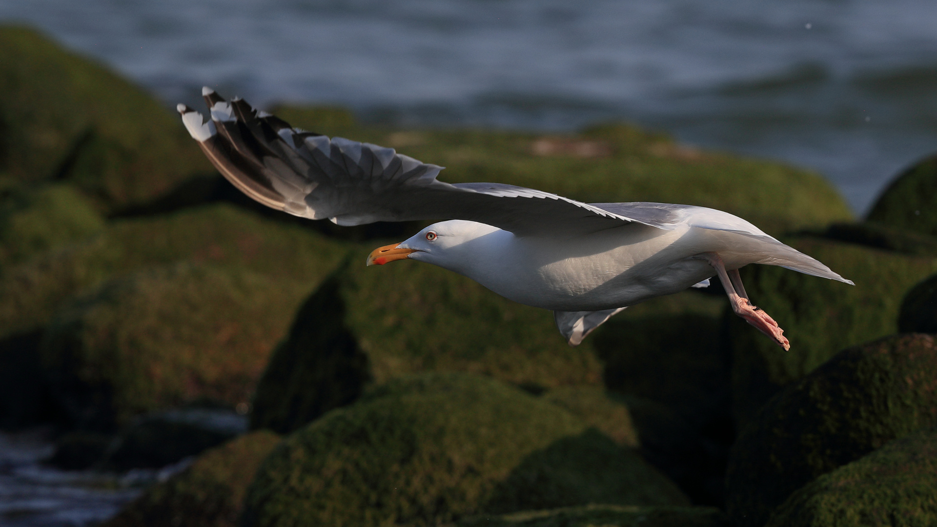 Abflug von der Buhne  .....