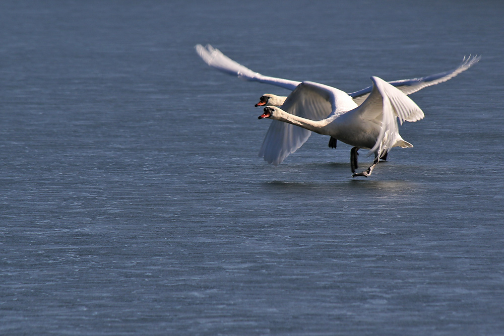 Abflug von der Eisfläche des Baggersees