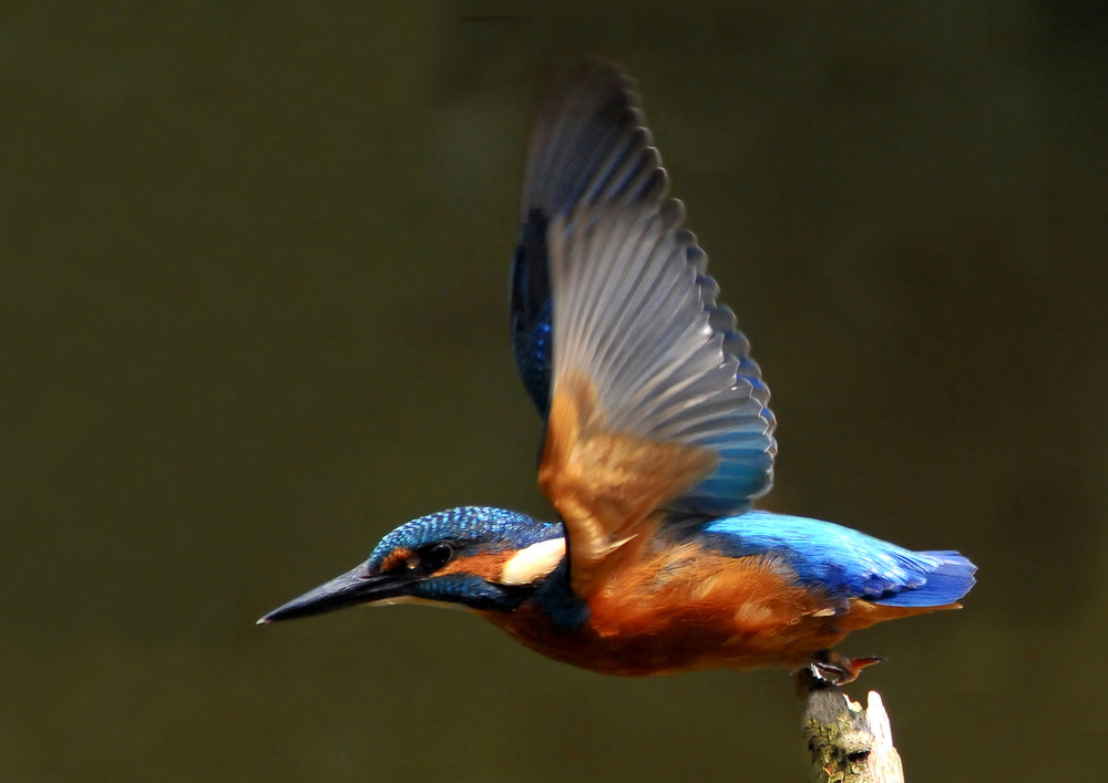 Abflug von einem Ast