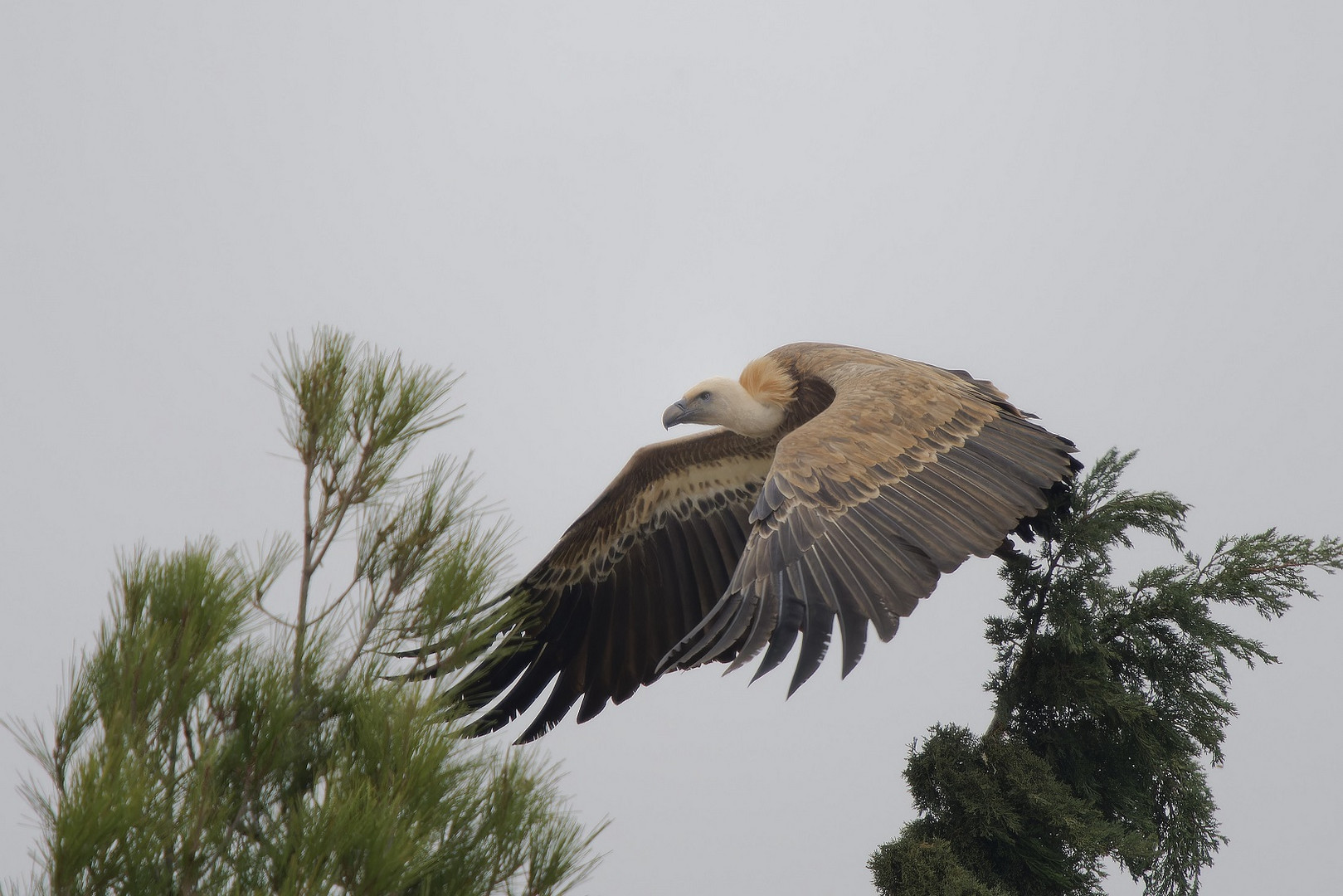 Abflug von einem Baum