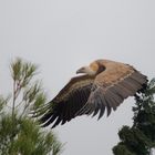 Abflug von einem Baum