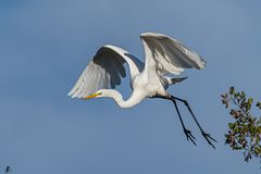 Abflug von einem hohen Baum