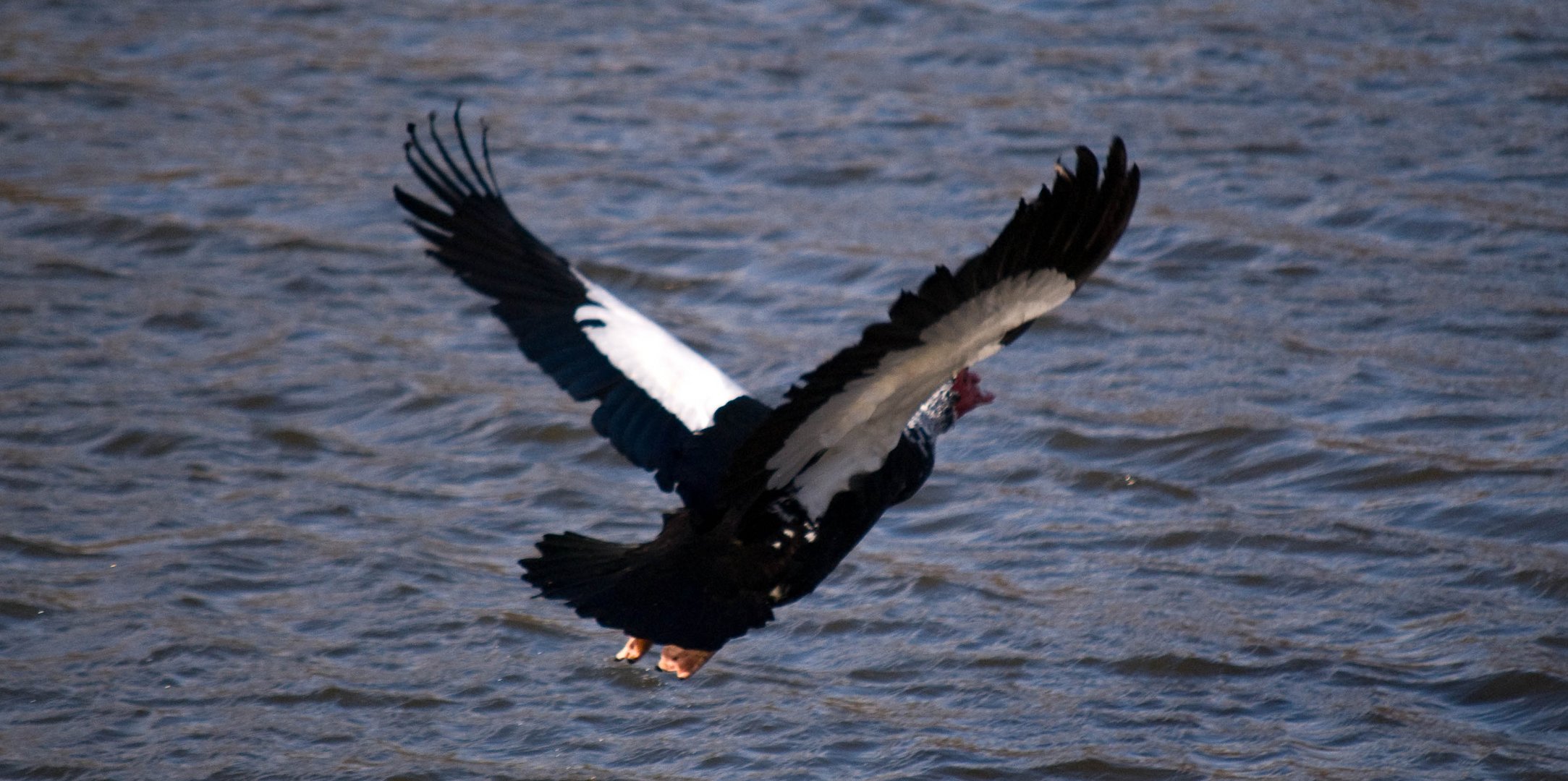 Abflug von Entenstadt...nach Entenburg...