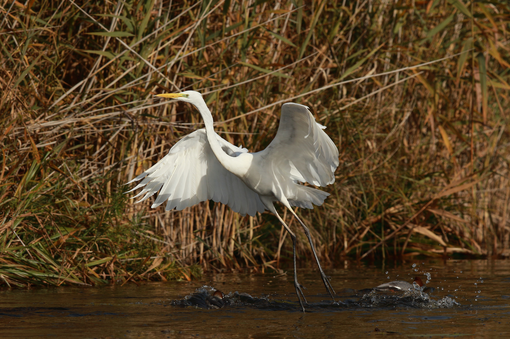 Abflug von seinem Fangplatz