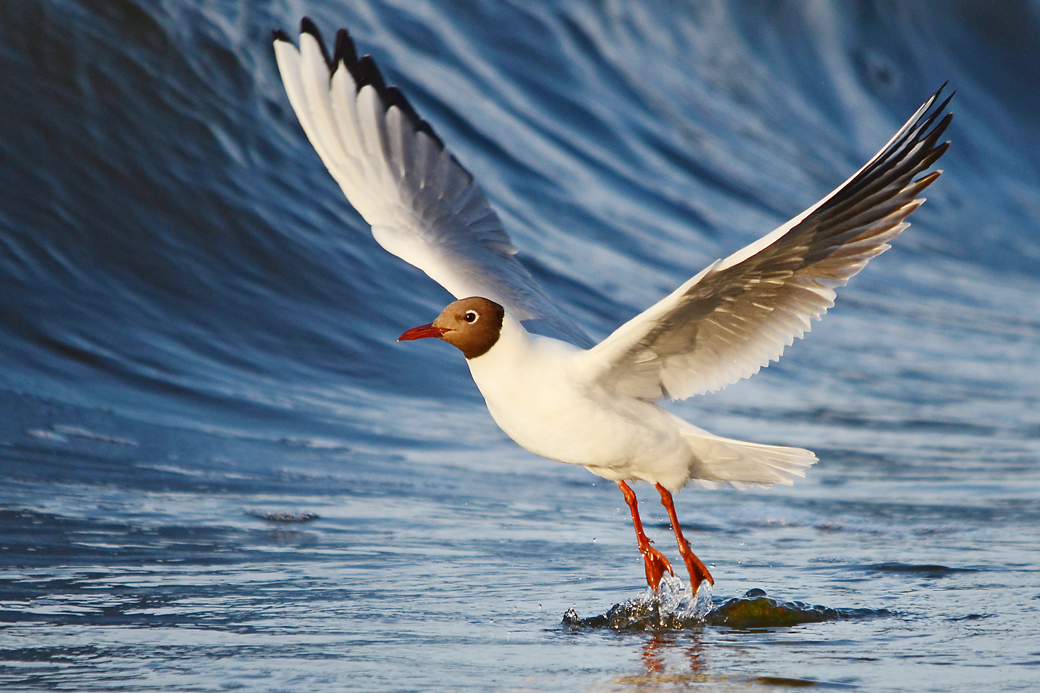 Abflug vor der Welle