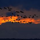 Abflug zu den Futterplätzen