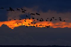 Abflug zu den Futterplätzen