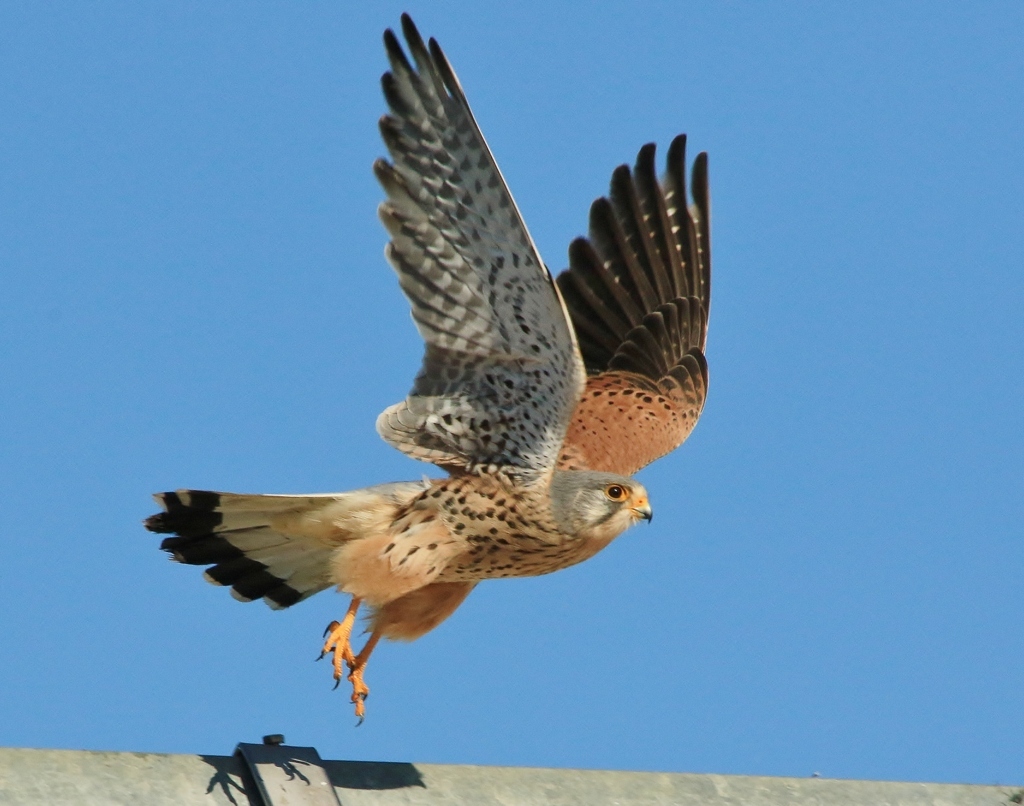 Abflug zu Mäuse jagt 