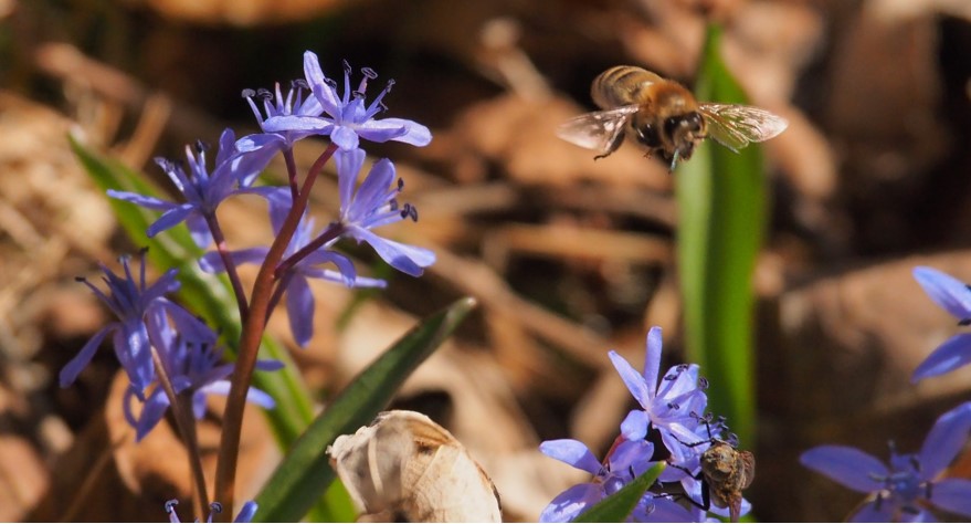 Abflug zu neuen Blüten