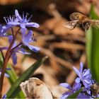 Abflug zu neuen Blüten