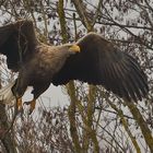 Abflug zum Greifen!(An einem g r a u e n Nachmittag!)