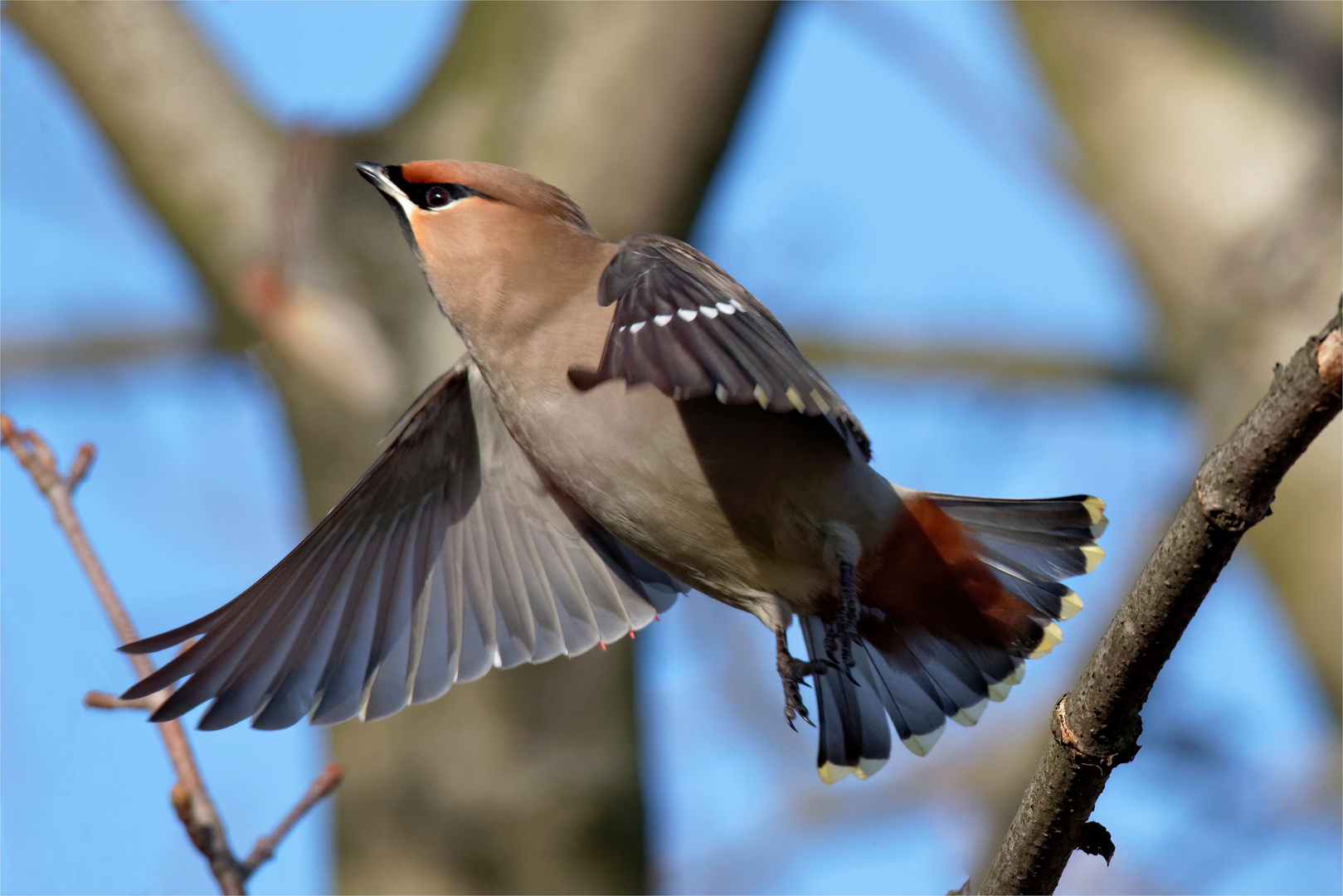 Abflug.. zum nächsten Busch : Seidenschwanz - (Bombycilla garrulus)