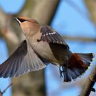 Abflug.. zum nächsten Busch : Seidenschwanz - (Bombycilla garrulus)