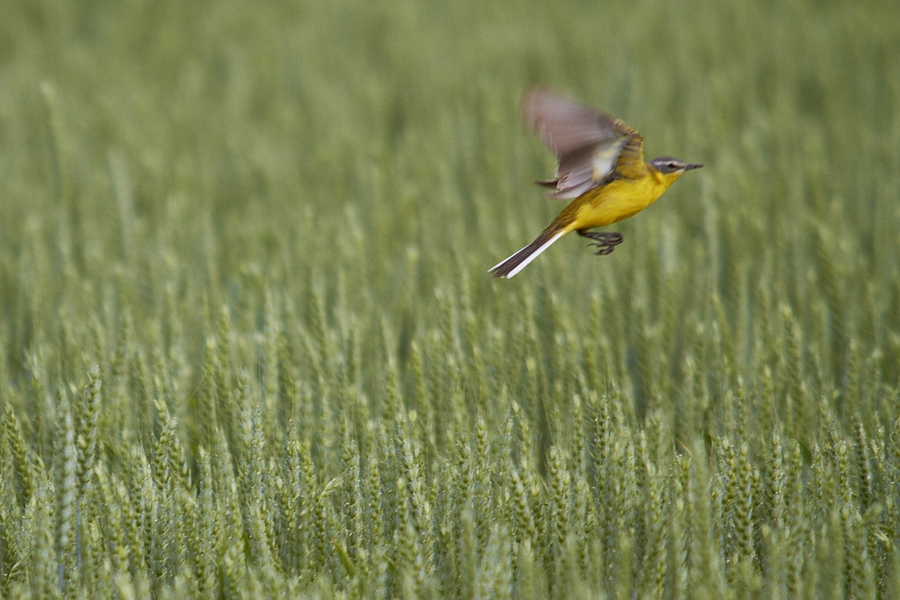 Abflug zum nächsten Halm