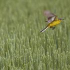 Abflug zum nächsten Halm