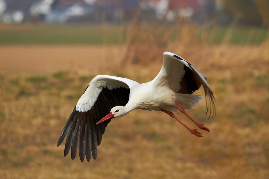 Abflug zum Nest