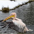 ABFLUG ZUM SCHIEFAHREN