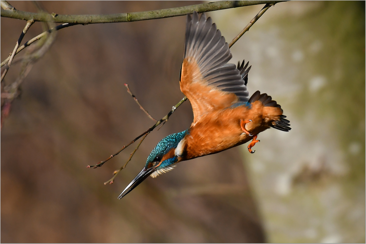 Abflug zum Stoßtauchen   . . .