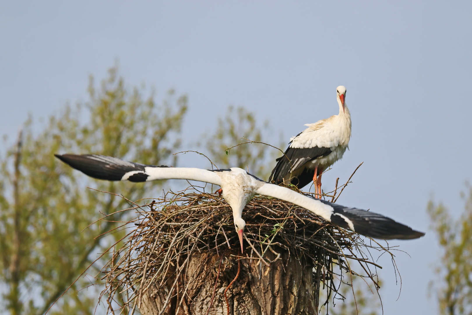 Abflug zum Waldrand