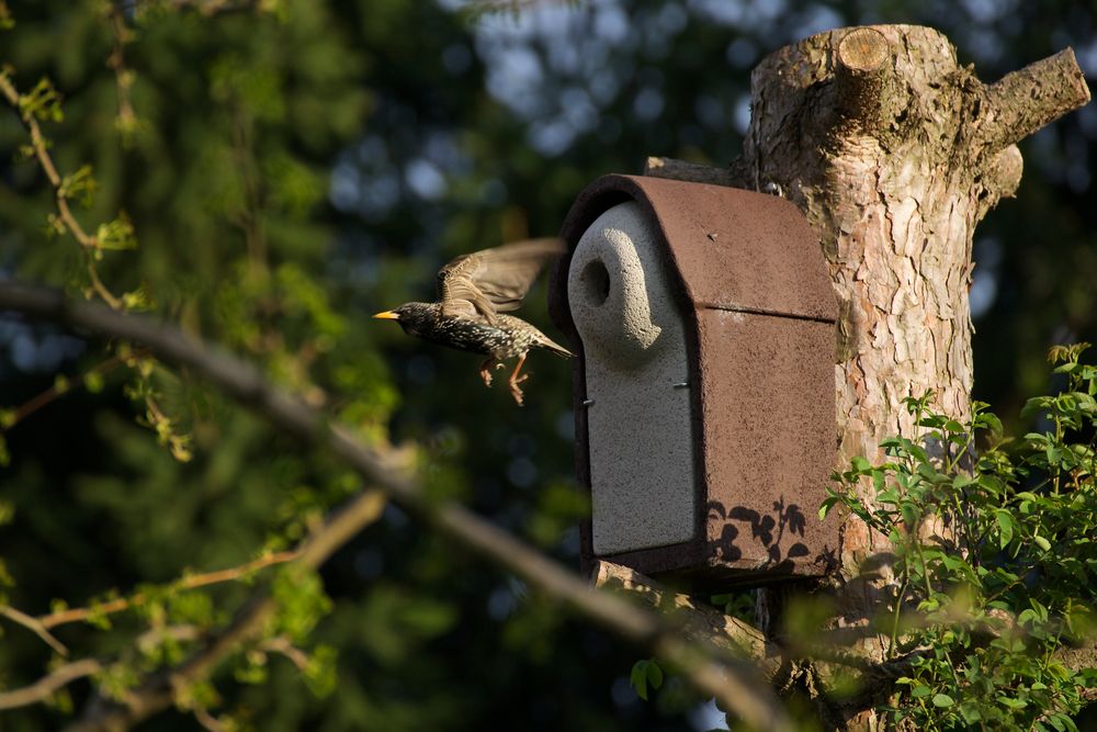 Abflug zur Futtersuche