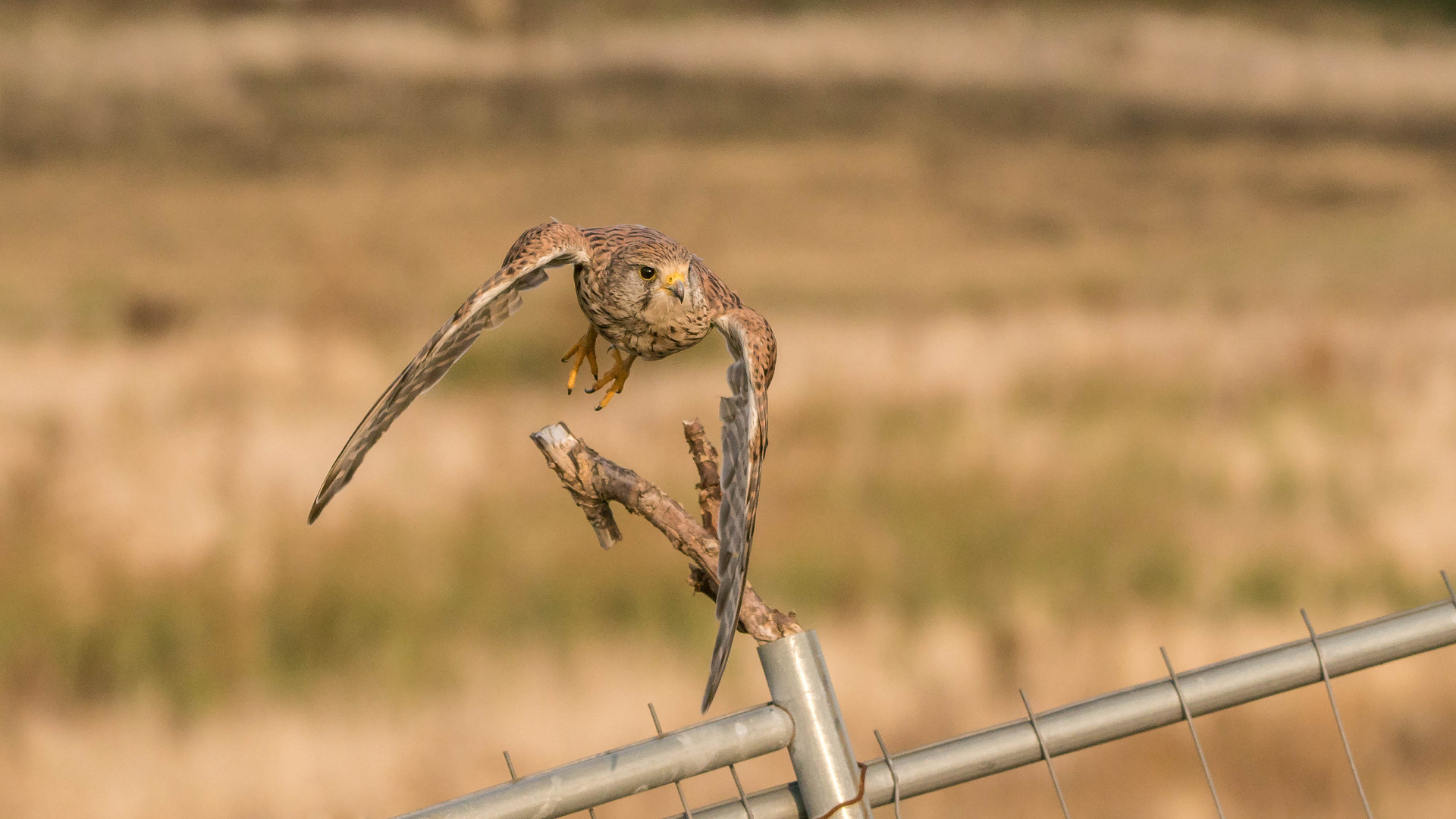 Abflug zur Insektenjagd