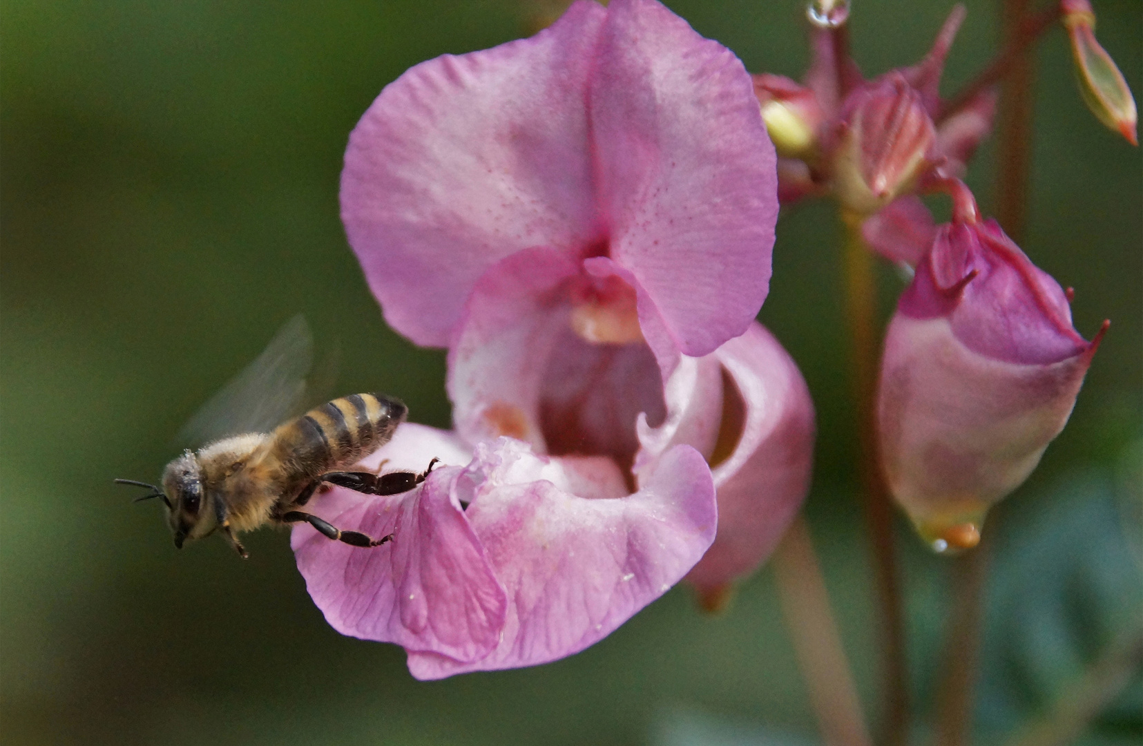 Abflug zur nächsten Blüte des drüsigen Springkraut