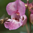 Abflug zur nächsten Blüte des drüsigen Springkraut