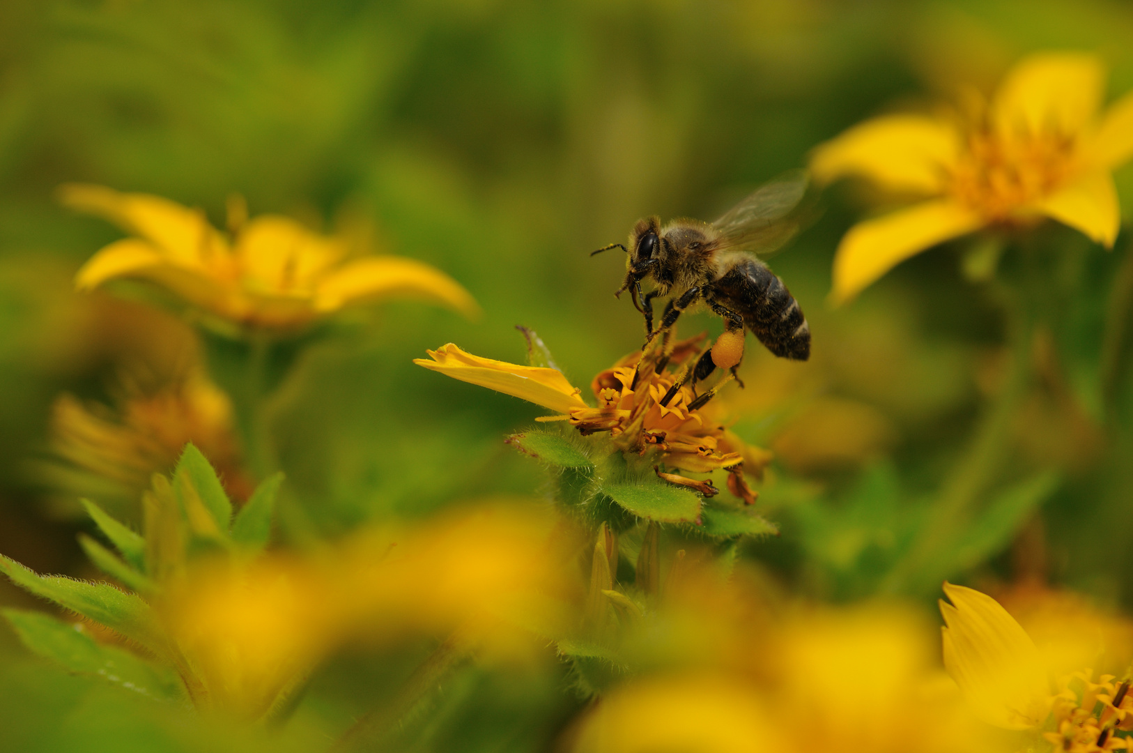 Abflug zur nächsten Blüte!