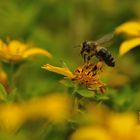 Abflug zur nächsten Blüte!