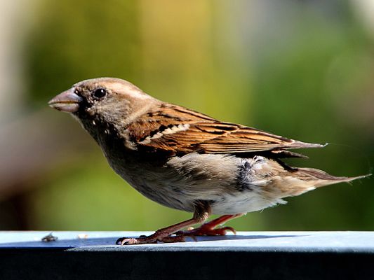 abflugbereit auf der Startbahn