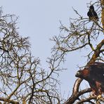 ABFLUGBEREIT VON RAABEN BEÄUGT