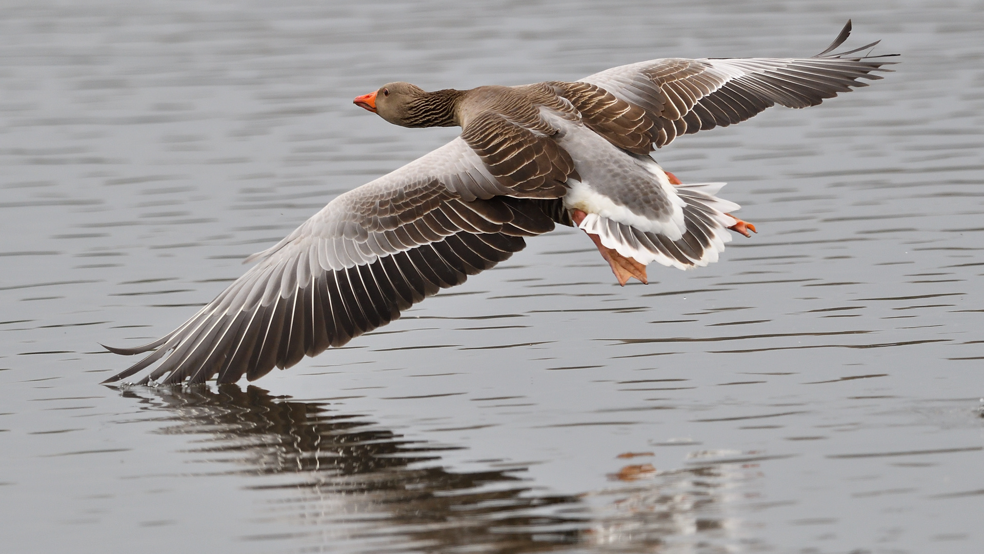 Abflug,Revierwechsel!