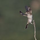 Abflugserie eines Rotkopfwürgers