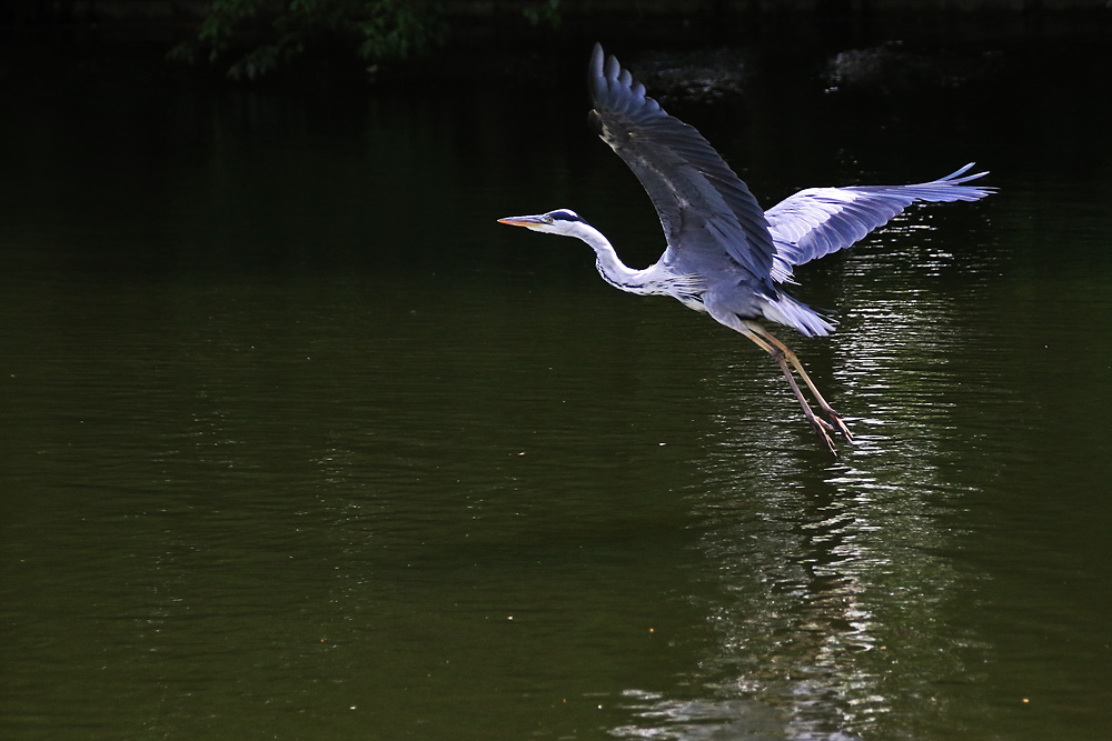 Abflugszene des Graureihers