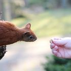 Abfütterung der Raubtiere.