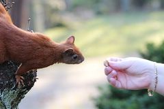 Abfütterung der Raubtiere.