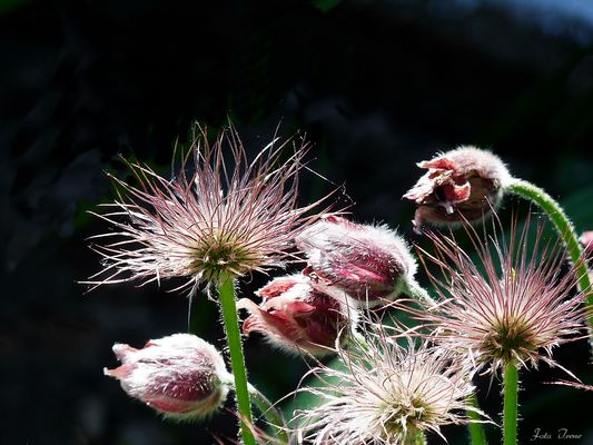 abgeblüht und doch noch hübsch...
