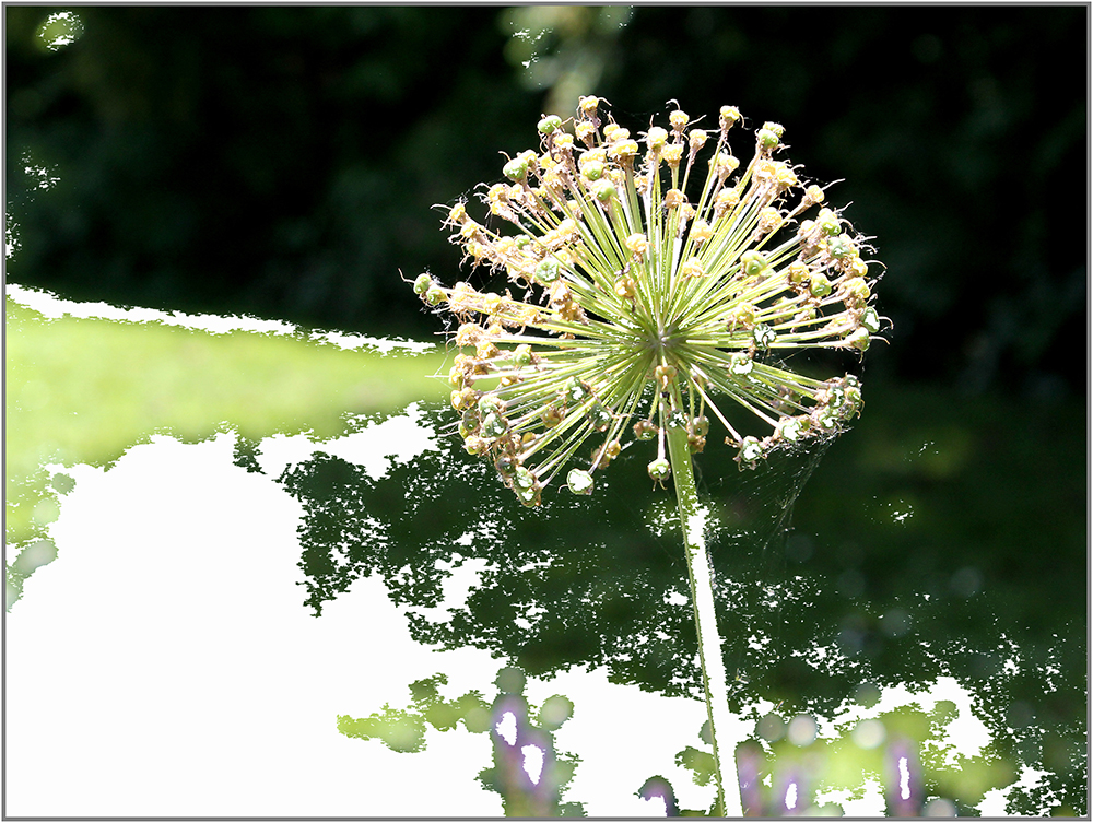 Abgeblühte Allium