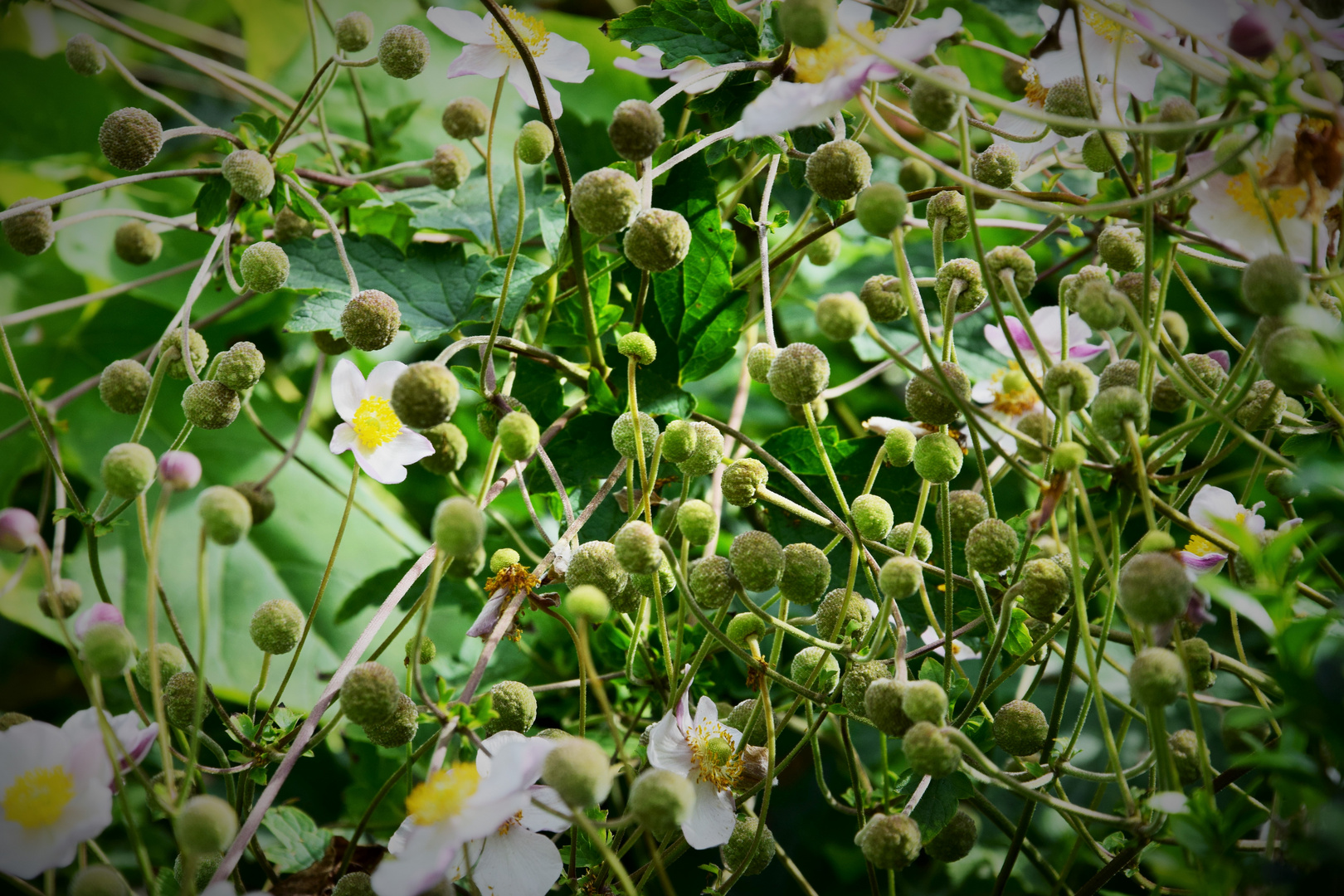 abgeblühte Anemone hupehensis var. japonica