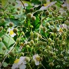 abgeblühte Anemone hupehensis var. japonica