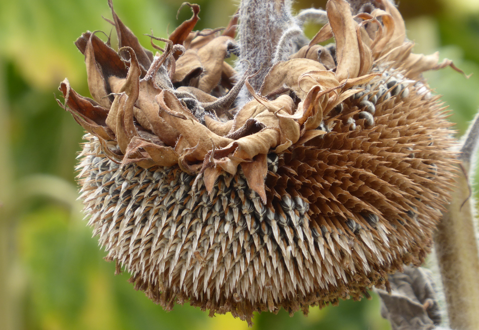 abgeblühte Sonnenblume