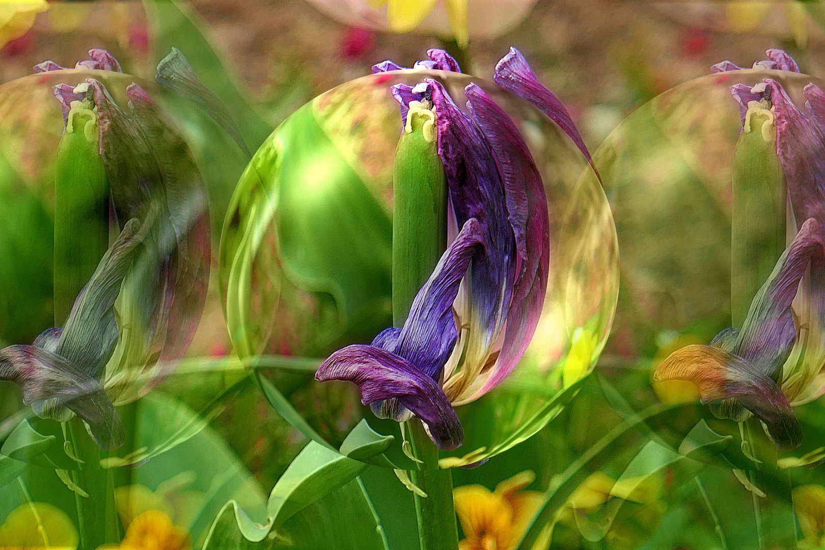 Abgeblühte Tulpen in Pflanzenkugeln